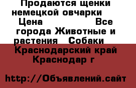 Продаются щенки немецкой овчарки!!! › Цена ­ 6000-8000 - Все города Животные и растения » Собаки   . Краснодарский край,Краснодар г.